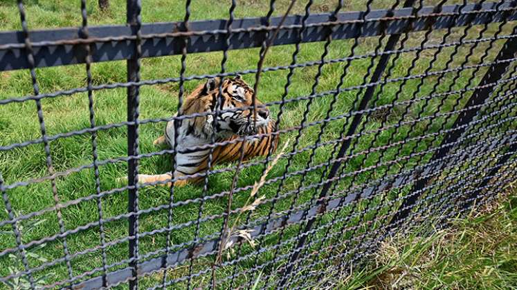 Frida y la nueva vida de grandes felinos convertidos en mascotas./Foto: Alfredo Estrella - AFP