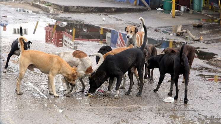 El concejal Víctor Caicedo denunció que semanalmente recibe más de 30 denuncias por maltrato animal. /Fotos: Archivo / La Opinión