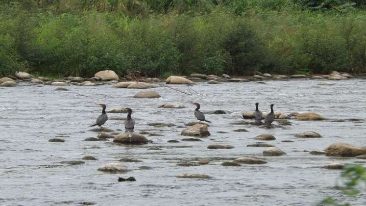 Se avistan muy pocas aves. / Fotos: Cortesía / La Opinión 