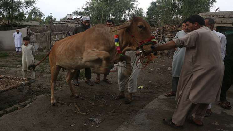 Animales silvestres