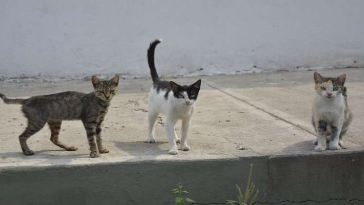 Los más de 70 refugios de animales, sin ánimo de lucro que funcionan en la ciudad, solicitan ayudas para seguir atendiendo a estos animales.  / Foto: Archivo / La Opinión 