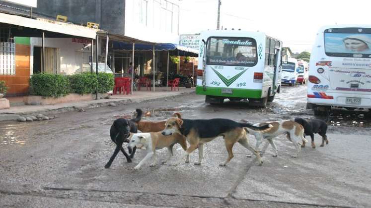 Los más de 70 refugios de animales, sin ánimo de lucro que funcionan en la ciudad, solicitan ayudas para seguir atendiendo a estos animales.  