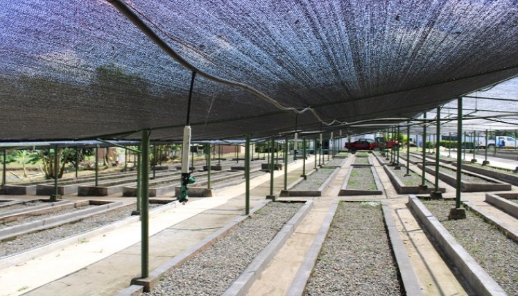 En el vivero se producen especies de abarco, caoba, cedro, cañaguate, urapo, moncoro, samán, entre otras. / Cortesía En el vivero se producen especies de abarco, caoba, cedro, cañaguate, urapo, moncoro, samán, entre otras. / Cortesía 