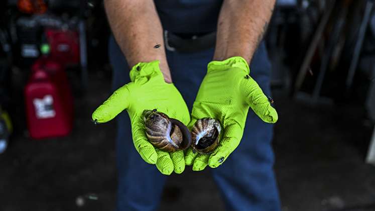 El caracol gigante africano preocupa a estadounidenses./Foto_ AFP