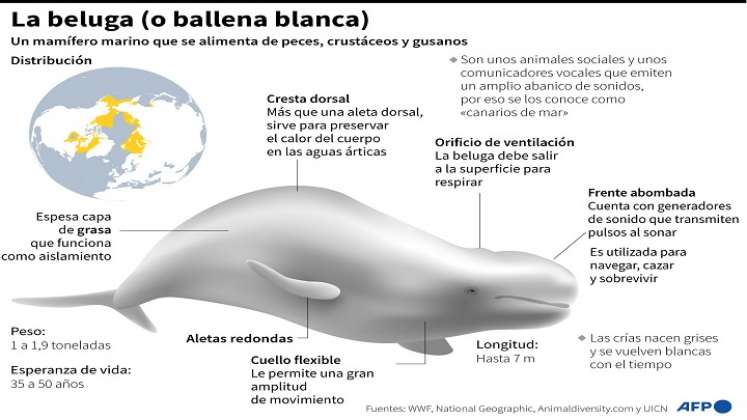 Ballena blanca. / Foto: AFP