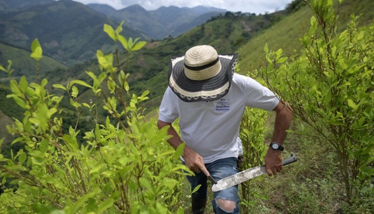 Catatumbo, la región cocalera de Colombia donde perdió la paz y la guerra antidrogas./Foto: AFP