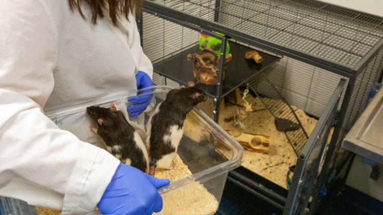 'Ratas chófer', un nuevo enfoque para la salud mental  