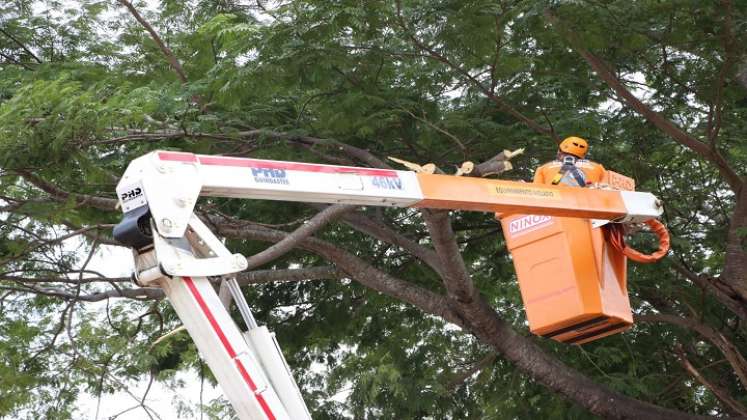 La conflagración en el interior del tronco de un árbol enciende las alarmas sobre la revisión y reposición de las especies nativas en Ocaña.  