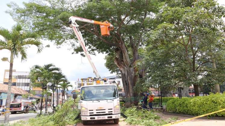 La conflagración en el interior del tronco de un árbol enciende las alarmas sobre la revisión y reposición de las especies nativas en Ocaña.  