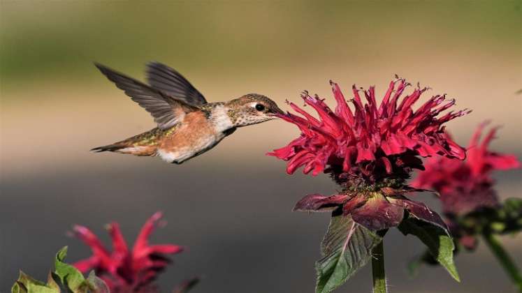 Colibríes. / Foto: Cortesía