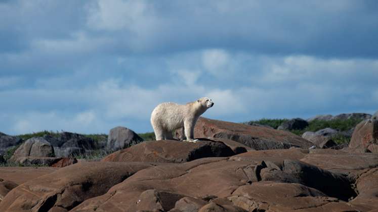 Oso polar.