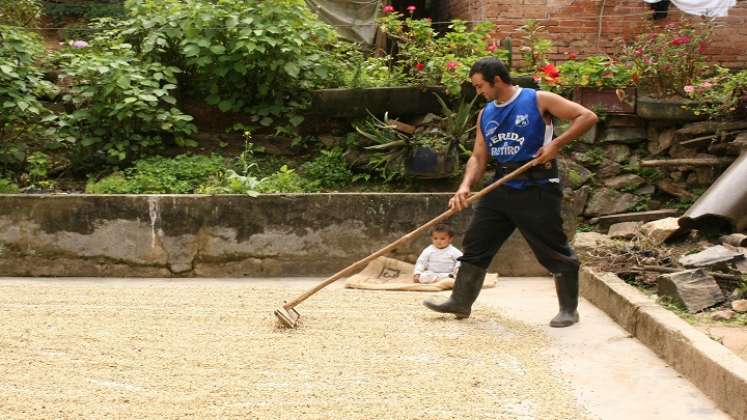 historias en tiempos de cosecha de café