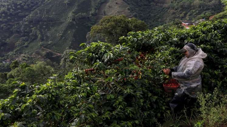 historias en tiempos de cosecha de café