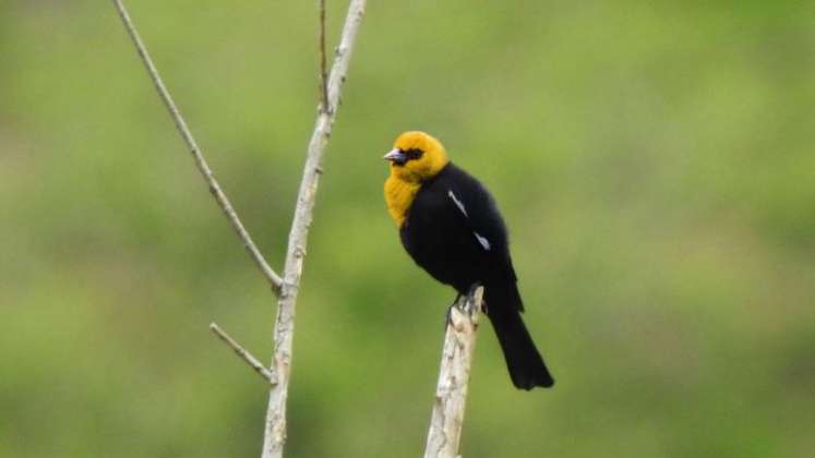 Descubren nueva especie de ave en Norte de Santander