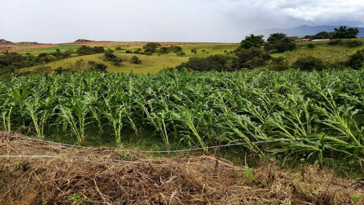 Vientos huracanados acompañados de granizo afecta cultivos en zona rural de Ábrego.