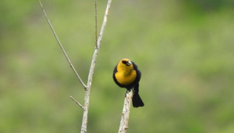 Se suma a las más de 700 aves que ya están registradas en la región. /Foto: Cortesía / La Opinión 