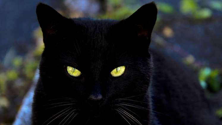 Los gatos negros son igual de amorosos y tiernos que los de cualquier otro color.