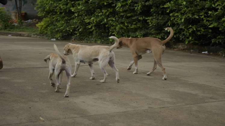 Entre el 2019 y el 2021, la Secretaría de Salud Municipal vacunó a 244.764 caninos y felinos contra la rabia./ Foto: Pablo Castillo / La Opinión 