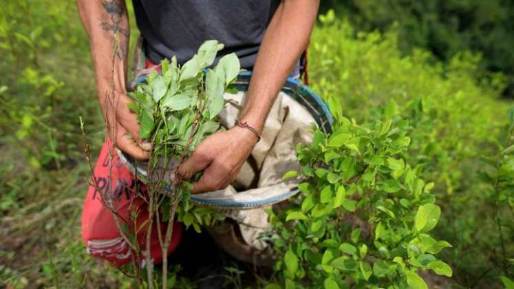 En el Catatumbo no hay quién compre la cocaína y esto tiene en aprietos a los campesinos./Foto archivo La Opinión