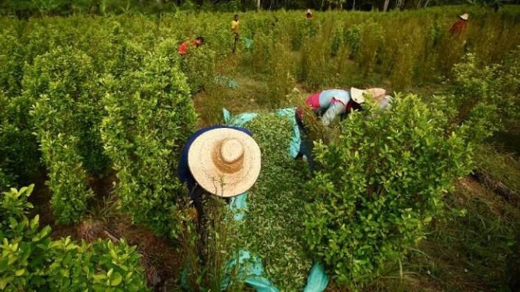 En el Catatumbo no hay quién compre la cocaína y esto tiene en aprietos a los campesinos./Foto archivo La Opinión