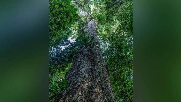 Científicos llegan en Brasil al árbol más alto de la Amazonía