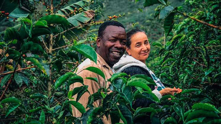 El café que cultiva Domingo Torres Angulo, en Ragonvalia, se consume en  China, Corea del Sur y Taiwán. Foto Cortesía /La Opinión