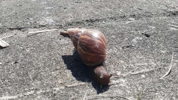 caracol