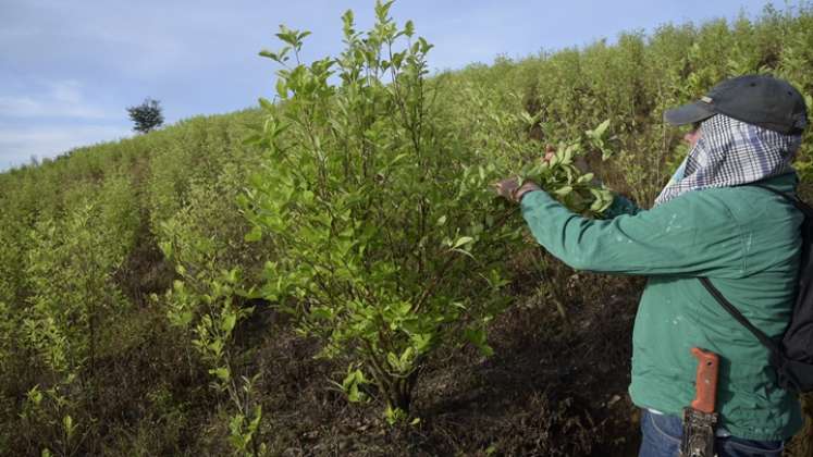 Tibú es el primer municipio en Colombia con más cultivos de uso ilícito. Tiene 22.000 hectáreas sembradas con coca.