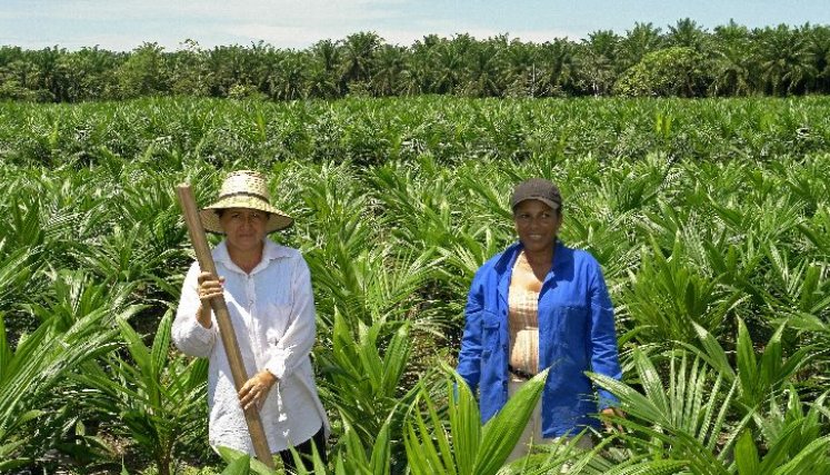 Se fortalece el cultivo de palma de aceite en Norte de Santander