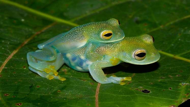 Ranas de cristal. / Foto: Internet