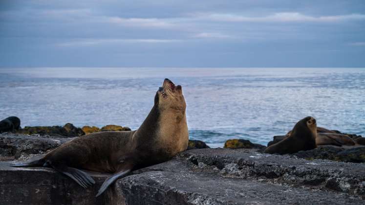 Glaciares. / Foto: AFP