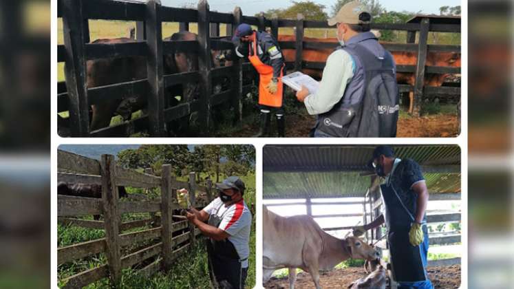 El ciclo es en atención a la recomendación de la Organización Mundial de Sanidad Animal. / Foto: Cortesía