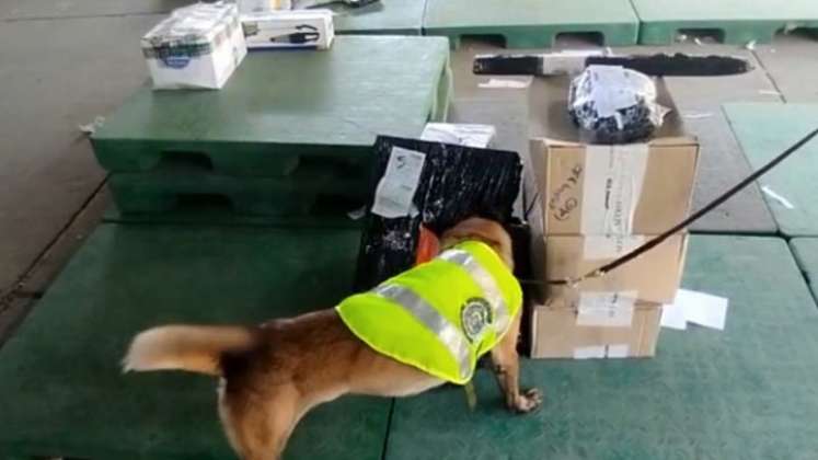 Más de 3.000 dosis de marihuana son detectadas por caninos de la Policía en Cúcuta/Foto: cortesía