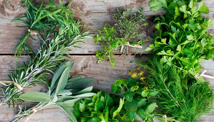 Las exportaciones de Colombia se impulsan con las hierbas aromáticas  