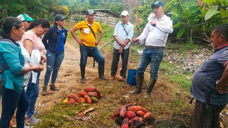 Cacao