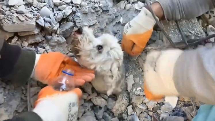 ¡Conmovedor! Así rescataron a un perro en medio de los escombros en Turquía