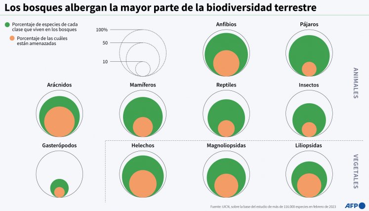 Biosfera en los bosques. / Infografía de AFP
