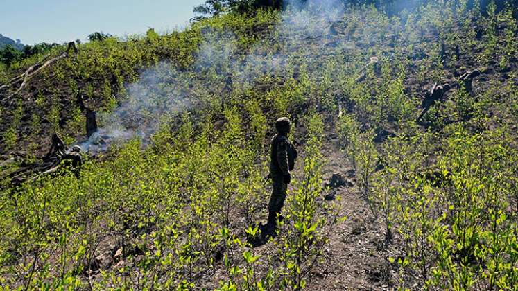 Cultivos de droga en México 