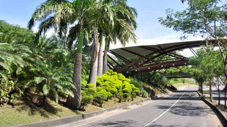 Puente de Guadua