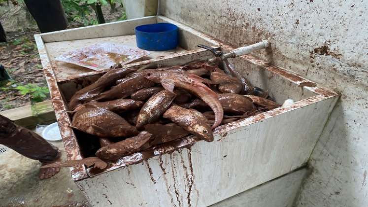 La mortandad de peces encendió las alarmas para que se haga el monitoreo de los ríos en el Catatumbo./ Foto: Cortesía.