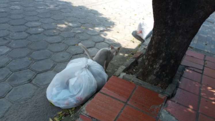 La comunidad pide esclarecer casos de envenenamiento animal.