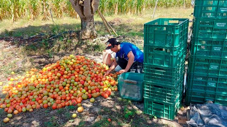 tomates