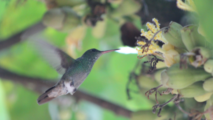 Aves Comagüeta