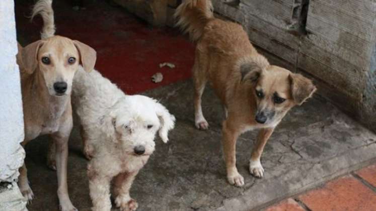 Centro de Bienestar Animal para Cúcuta, en la cuerda floja