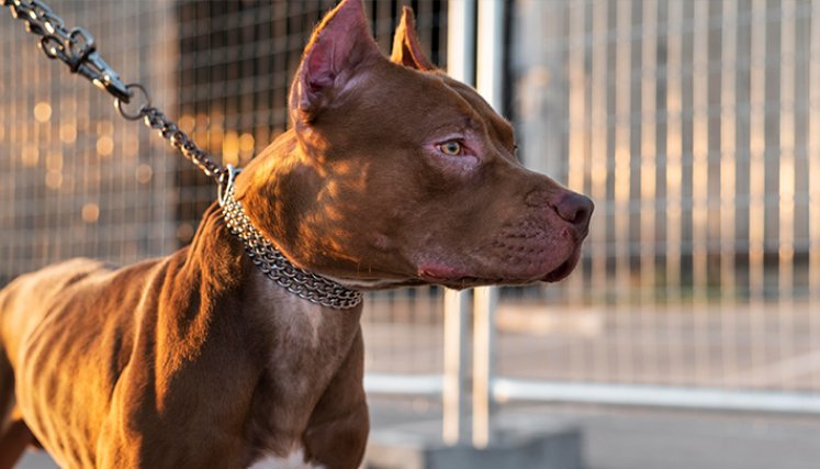 Los pitbulls no son perros ‘asesinos’ Los pitbulls no son perros ‘asesinos’