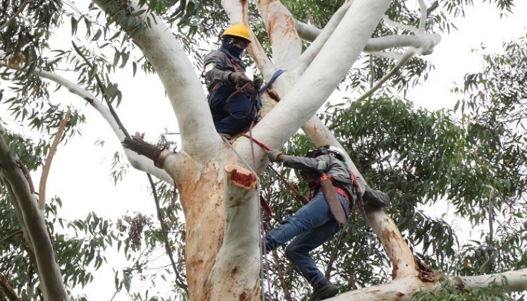 El Consejo municipal de Riesgo analiza la renovación del material forestal de la ciudad.