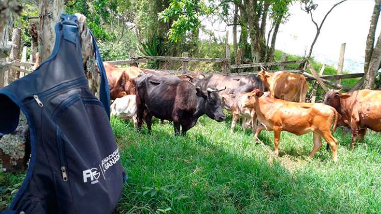 Van 120.192 animales vacunados contra la aftosa. Foto Cortesía