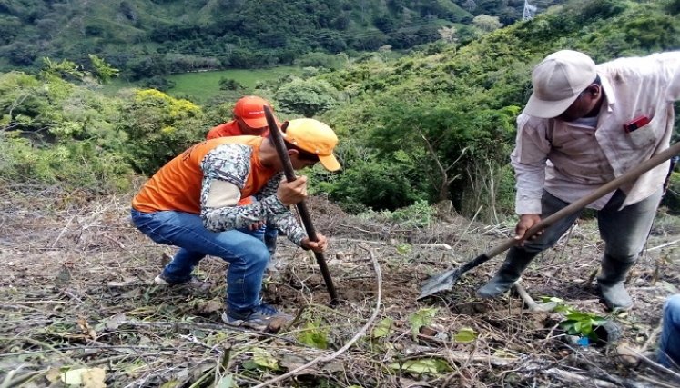 Los productores de Ocaña y zona del Catatumbo ven con buenos ojos el reconocimiento a esa labor del campesino./ Fotos Cortesía.