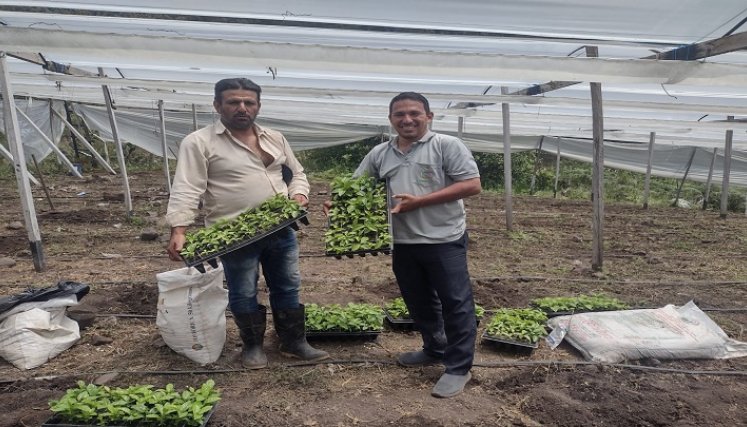 Los productores de Ocaña y zona del Catatumbo ven con buenos ojos el reconocimiento a esa labor del campesino./ Fotos Cortesía.