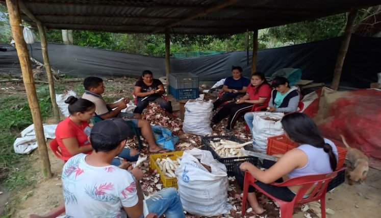 Cultivadores de yuca buscan espacios internacionales para la comercialización del producto. / Foto: Cortesía
